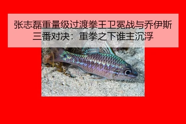 zhang-zhi-lei-zhong-liang-ji-guo-du-quan-wang-wei-mian-zhan-yu-qiao-yi-si-san-fan-dui-jue-zhong-quan-zhi-xia-shui-zhu-3-126.jpg